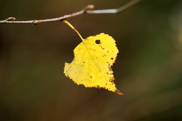 시 든된 잎 — 스톡 사진