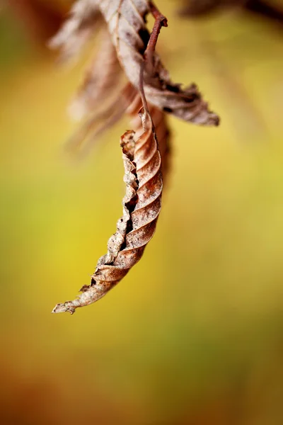 枯れた葉 — ストック写真