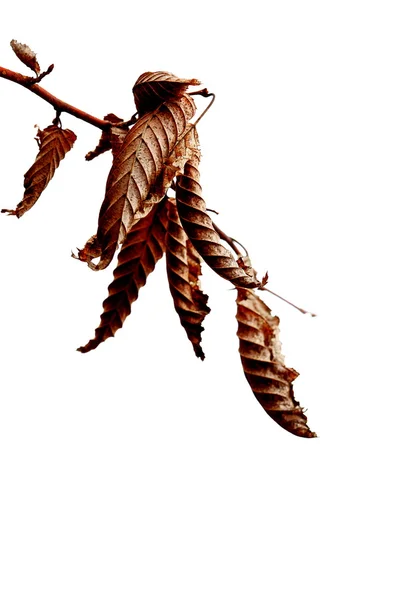 Zwiędły liść — Zdjęcie stockowe