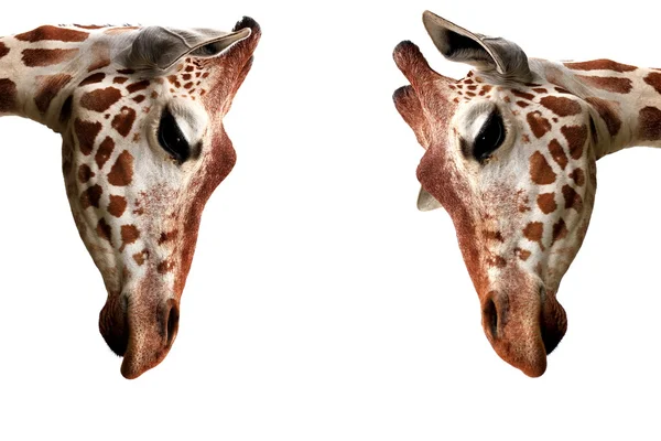 Nice giraffe — стокове фото
