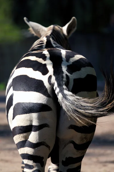 Afrika zebra — Stok fotoğraf