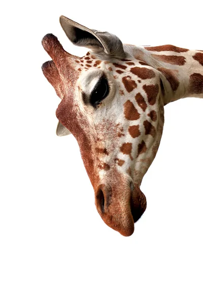 Nice giraffe — Stock Photo, Image