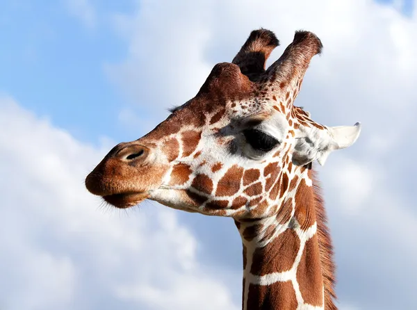 Bonita girafa — Fotografia de Stock