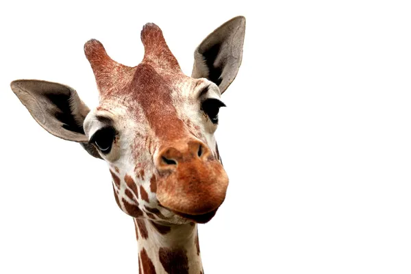 Nice giraffe — Stock Photo, Image