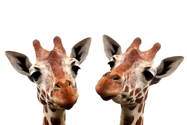 Schöne Giraffe — Stockfoto