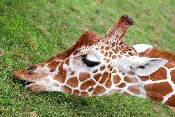 Bonita jirafa — Foto de Stock