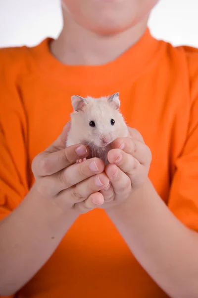 Çocuk elinde hamster — Stok fotoğraf