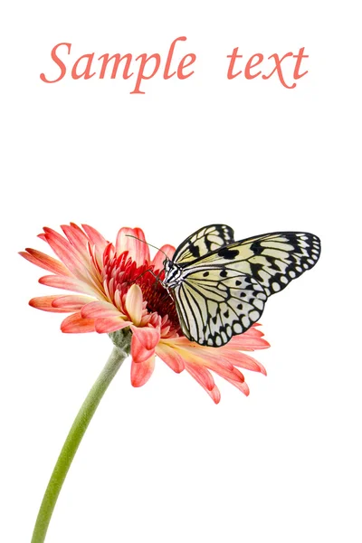 花に熱帯蝶 — ストック写真
