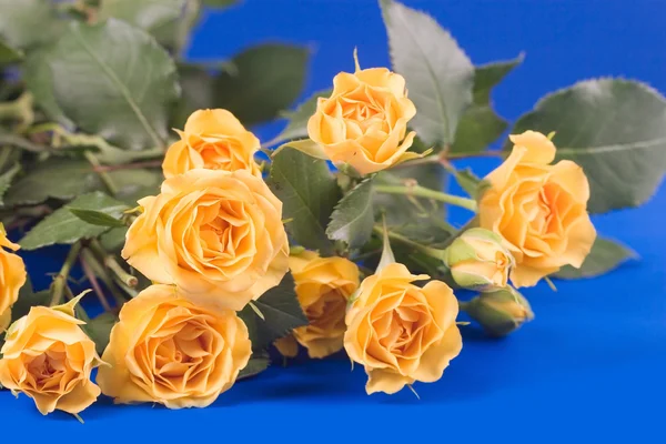 Gyönyörű, sárga Rózsa — Stock Fotó