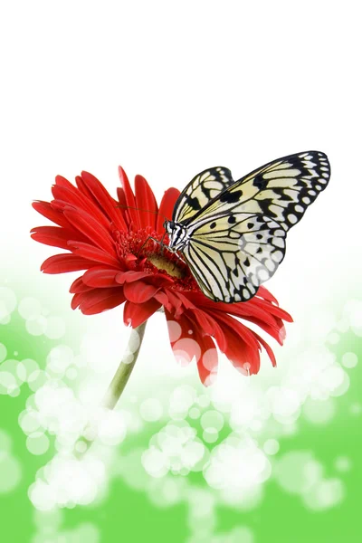 Tropischer Schmetterling auf einer Blume — Stockfoto