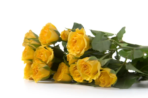 Beautiful yellow roses — Stock Photo, Image