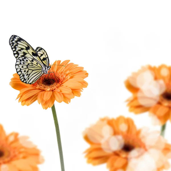 Tropical butterfly on a flower — Stock Photo, Image