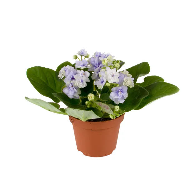 Room flower a violet (Saintpaulia) — Stock Photo, Image