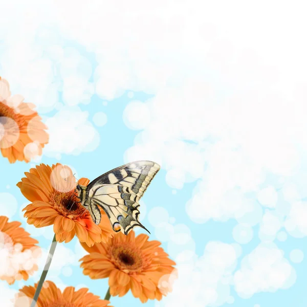 Orange gerberas and butterfly — Stock Photo, Image