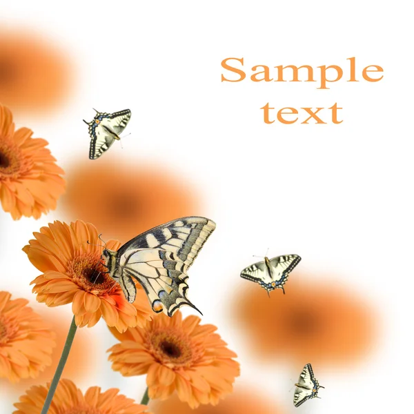 Orangefarbene Gerberas und Schmetterlinge — Stockfoto