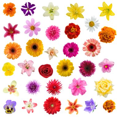 Big collage from flowers clipart