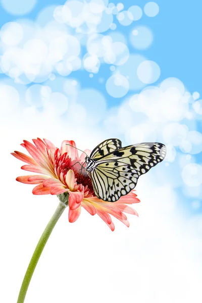 Tropischer Schmetterling auf einer Blume — Stockfoto