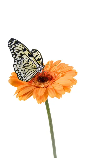 Mariposa tropical en una flor — Foto de Stock