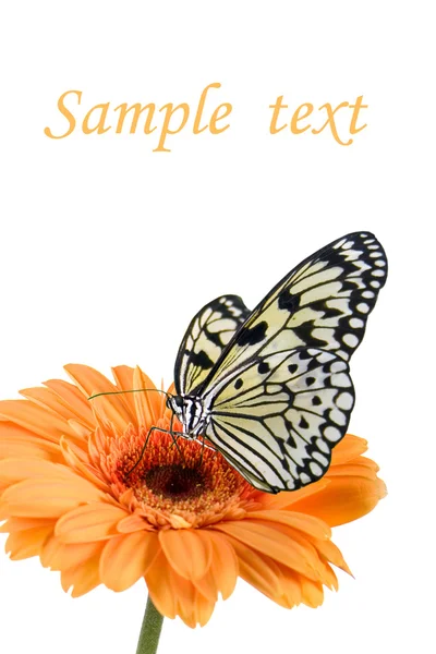 Тропическая бабочка на цветке — стоковое фото