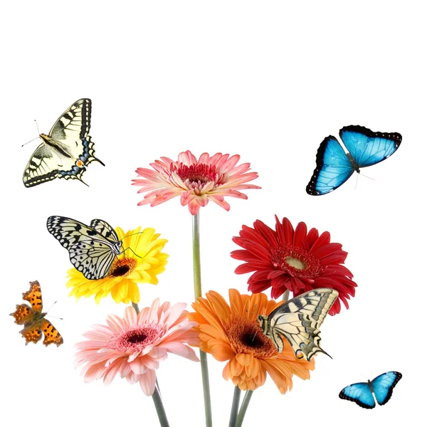 Las mariposas tropicales sobre las flores — Foto de Stock