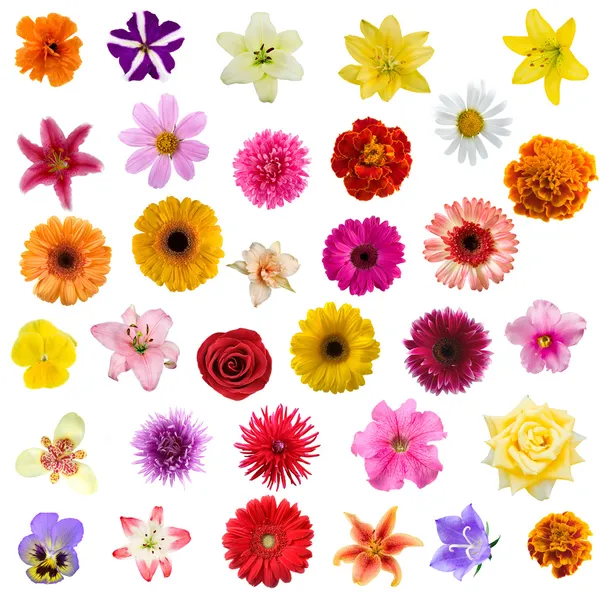 Velké koláž z květů — Stock fotografie