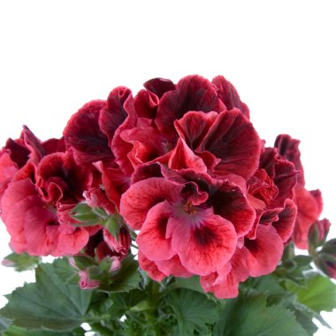 Pelargonium clipart