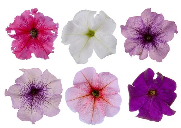 stock image Set of petunias