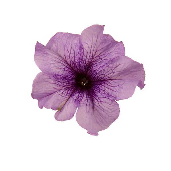 Petúnia lilás — Fotografia de Stock