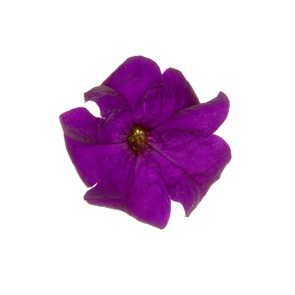 Lilac petunia — Stock Photo, Image