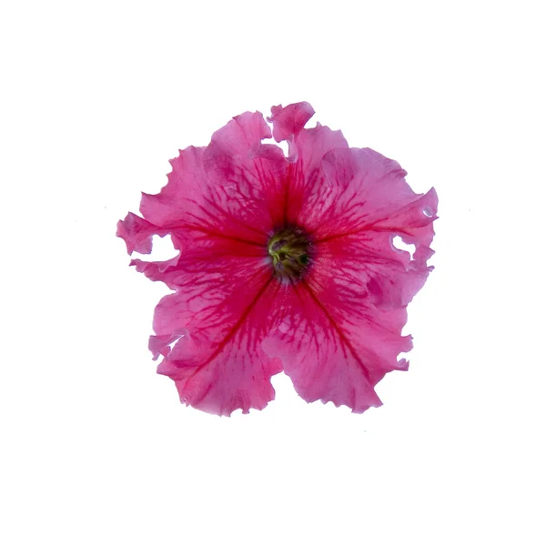 Pinkfarbene Petunien — Stockfoto
