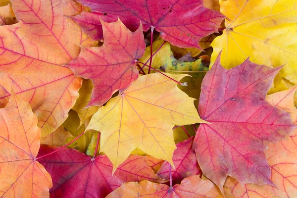 Podzimní maple leafs — Stock fotografie