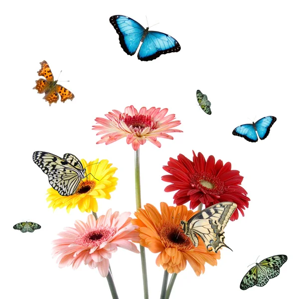 Τροπικές πεταλούδες στα λουλούδια μια — Φωτογραφία Αρχείου