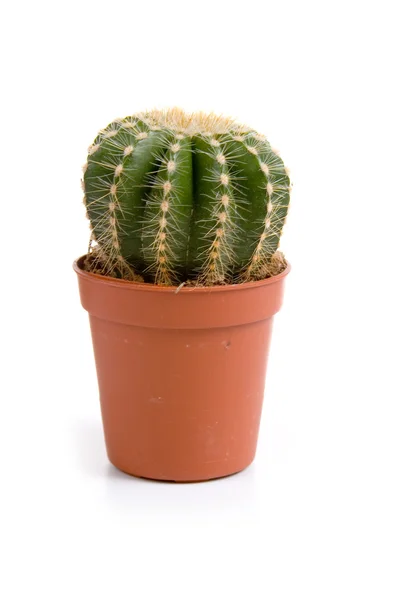 stock image Cactus