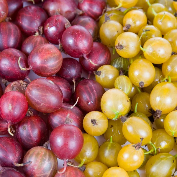 Stock image Fresh red and green gooseberry