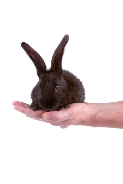 Conejo en las manos —  Fotos de Stock