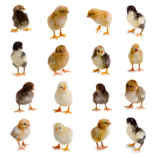 Csirkék összessége — Stock Fotó