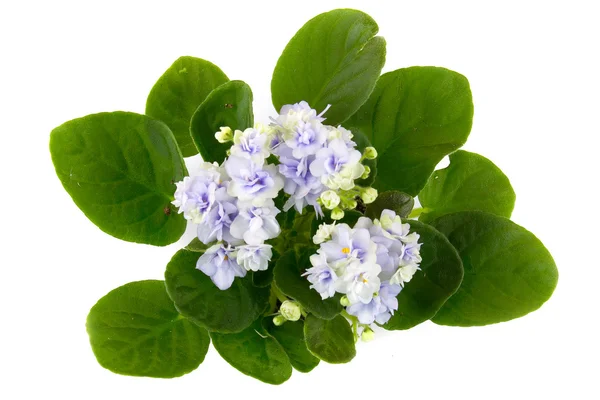 Комнатный цветок фиолетовый (Saintflia) ) — стоковое фото