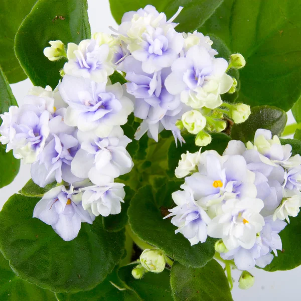 Flor de quarto uma violeta (Saintpaulia ) — Fotografia de Stock
