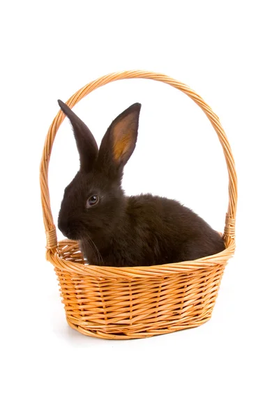 在篮子里的黑兔子 — 图库照片