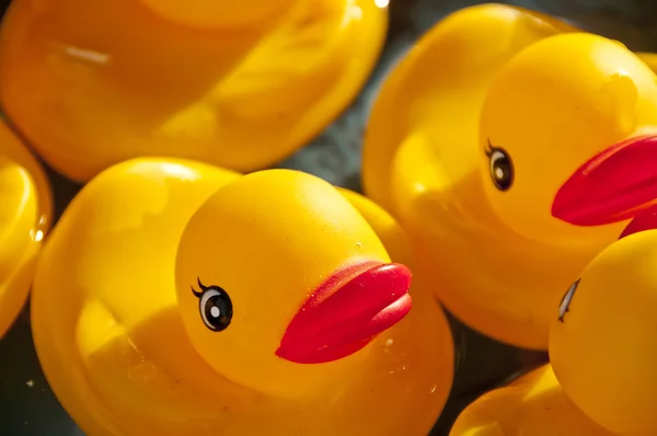 Ducky gumowe — Zdjęcie stockowe