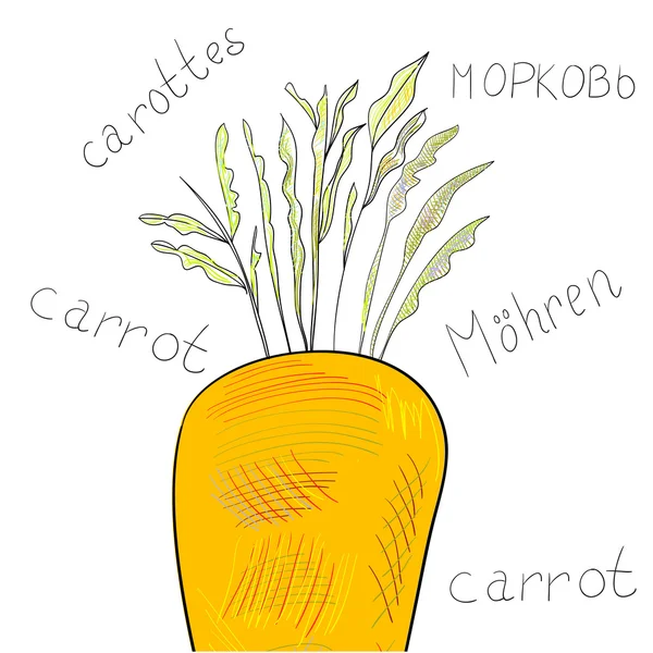 Zanahoria — Vector de stock