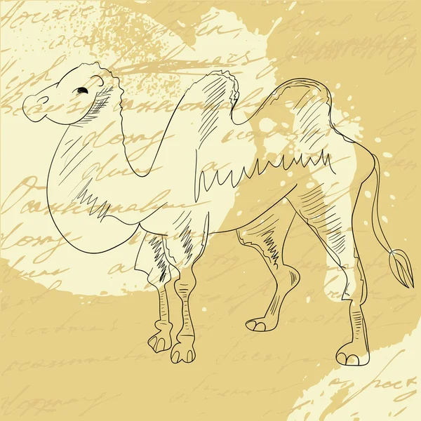 Camel on grunge background — Stock Vector