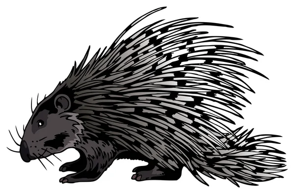 Crested Porcupine (Hystrix Cristata) — Stockfoto