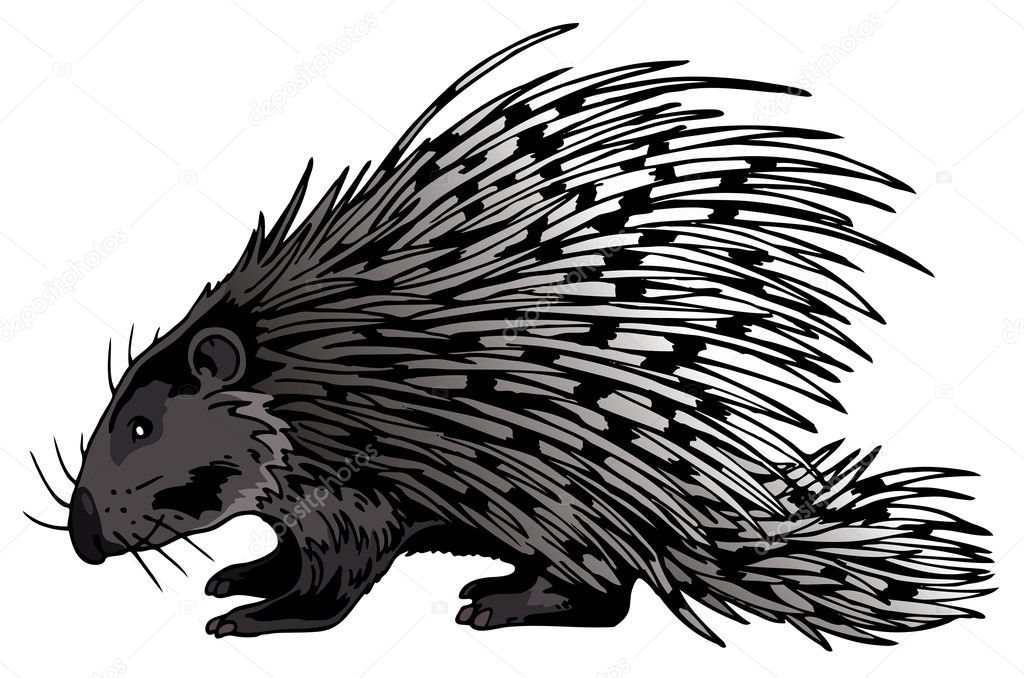 Crested Porcupine (Hystrix Cristata)