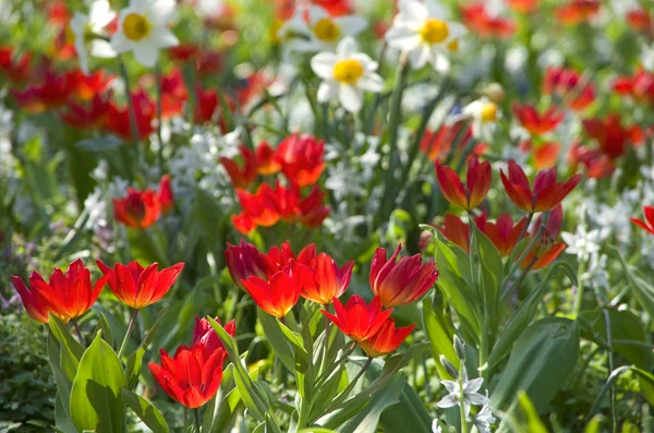 Blumenwiese tulpen — Stock Photo, Image