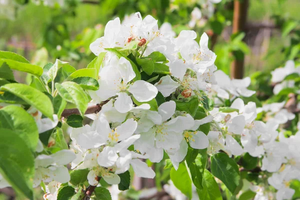 Die Blüte des Apfelbaums — Stockfoto