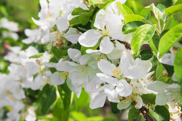 Florecimiento del manzano —  Fotos de Stock