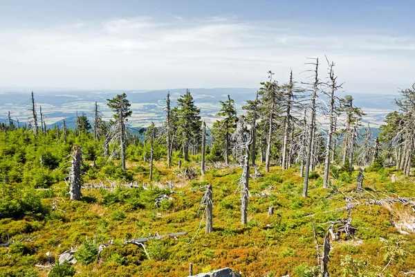 Velha floresta nas montanhas — Fotografia de Stock