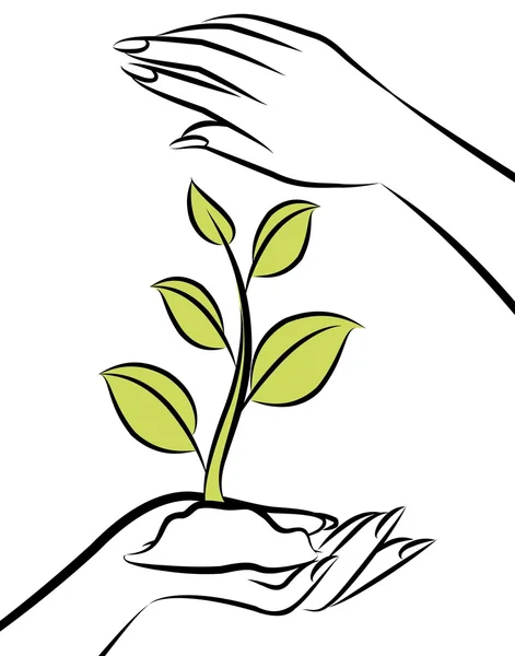 Ανθρώπινο χέρι με ένα πράσινο φυτό. — Διανυσματικό Αρχείο