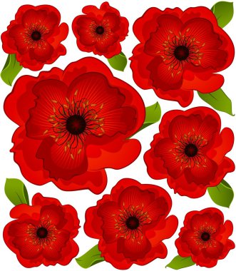 Beautiful poppy. Vector clipart